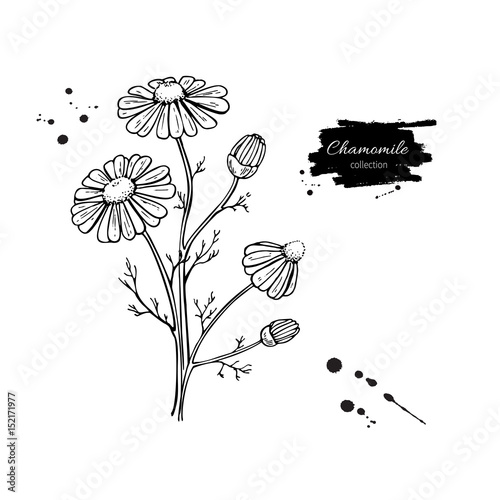 Chamomile vector drawing set. Isolated daisy wild flower and leaves. Herbal engraved style illustration.