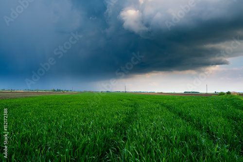 Storm clouds over wheatfield