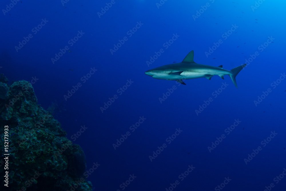 A white tip reef shark swimming through the deep blue tropical water in Grand Cayman. This predator is feared by many but is actually little harm to humans. Shark stocks are in decline A white tip reef shark swimming through the deep blue tropical water in Grand Cayman. This predator is feared by many but is actually little harm to humans. Shark stocks are in decline