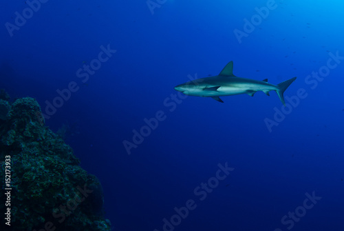 A white tip reef shark swimming through the deep blue tropical water in Grand Cayman. This predator is feared by many but is actually little harm to humans. Shark stocks are in decline