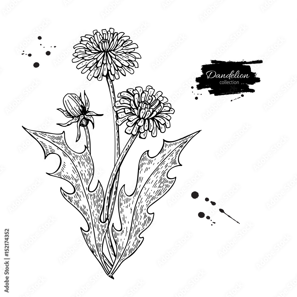 Fototapeta premium Zestaw rysunków wektor kwiat mniszka lekarskiego. Na białym tle dzikie rośliny i liście. Grawerowane ziołowe