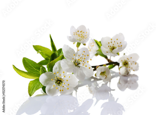 Spring cherry blossom branch with white flowers, buds and green leaves