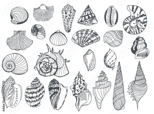 Set of sea shells of different shapes, drawn in black liner. Handmade. Vector