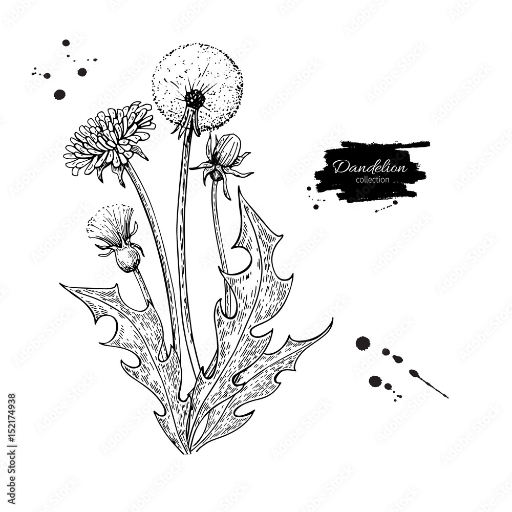 Obraz premium Zestaw do rysowania kwiat wektor mniszek. Odosobniona dzika roślina i liście. Ziołowy grawerowany styl