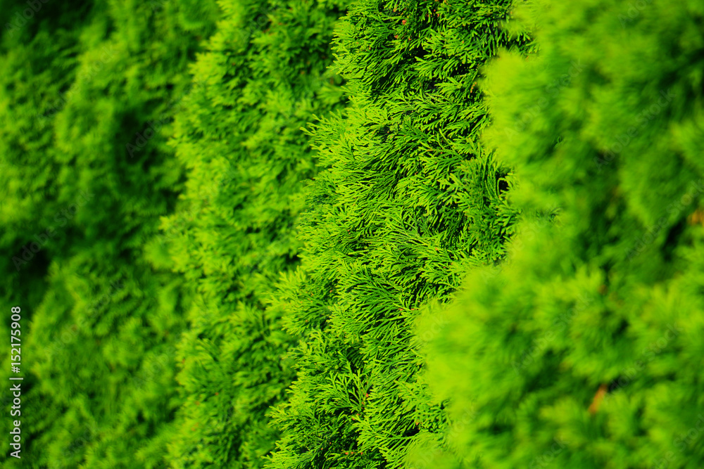 Green Hedge of Thuja Trees Green Hedge of Thuja Trees