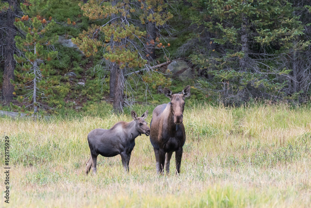 The Shiras Moose of Colorado The Shiras Moose of Colorado