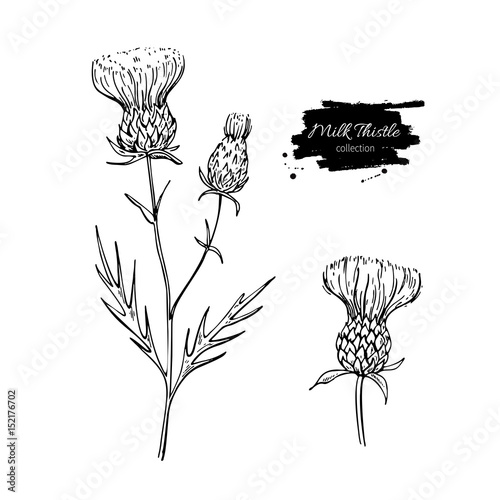 Photo Milk thistle flower vector drawing set