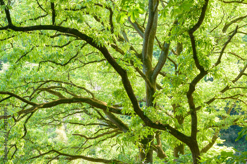 新緑の樹木