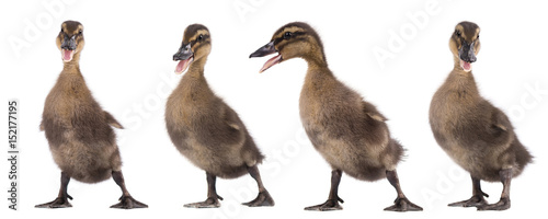 Four duckling isolated on white background. Collage