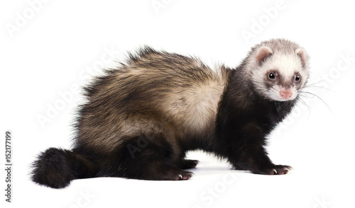 Ferret in full growth lies, isolated on white background