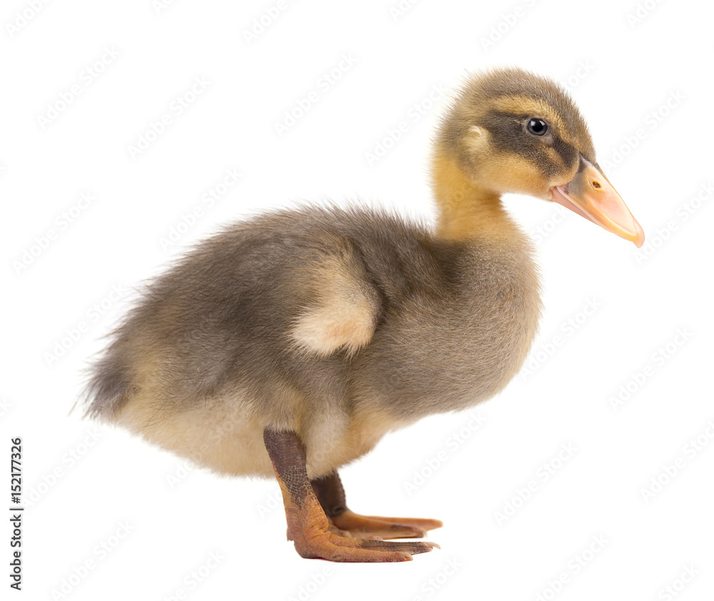 Grey duckling isolated on white background Grey duckling isolated on white background