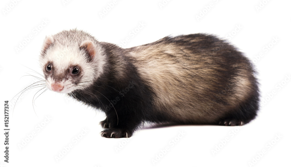 Grey ferret in full growth, isolated on white background Grey ferret in full growth, isolated on white background