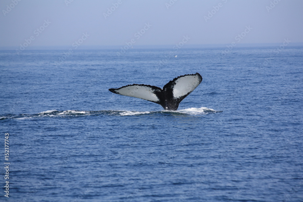 Fototapeta premium Orca offshore Plymouth, MA