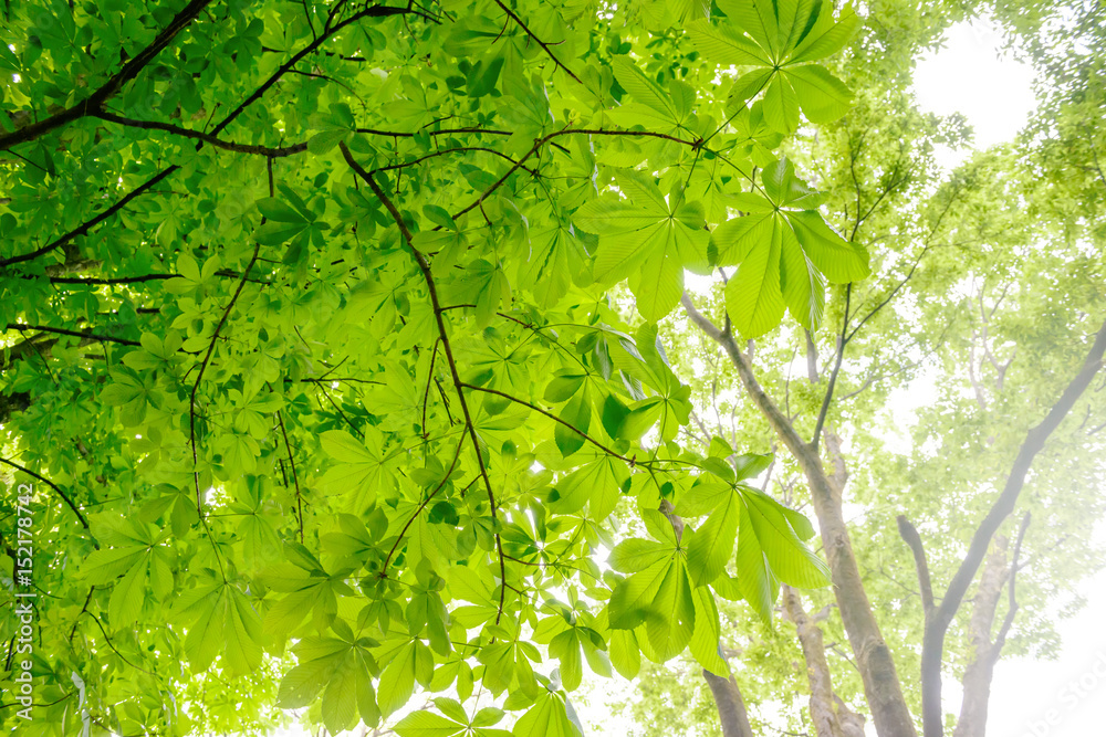 Obraz premium 新緑のトチノキ