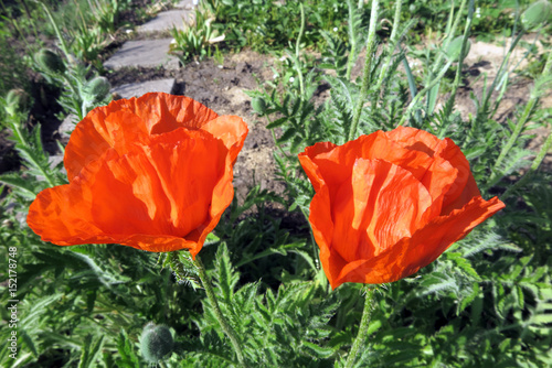 Opium poppy (Papaver somniferum) flowers in the summer garden photo