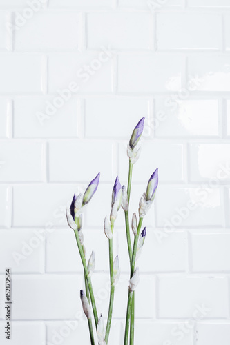 Fototapeta Naklejka Na Ścianę i Meble -  Vertical framing a bouquet of unblown flower iris on a background of white brick wall