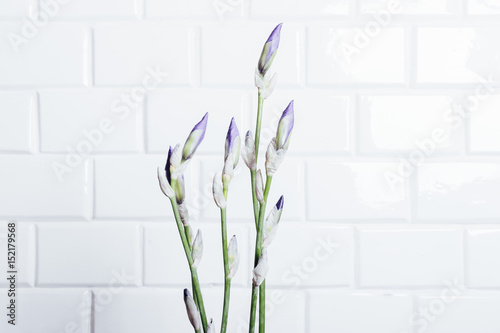 Fototapeta Naklejka Na Ścianę i Meble -  Bouquet of unblown flower iris on a background of white brick wall