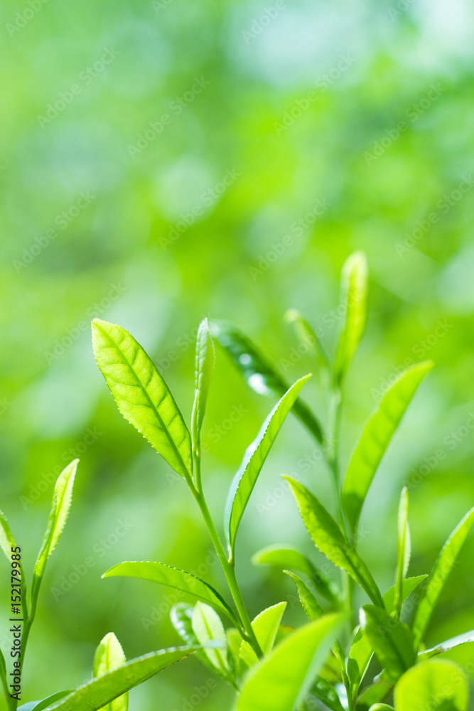 お茶の新芽
お茶の新芽
