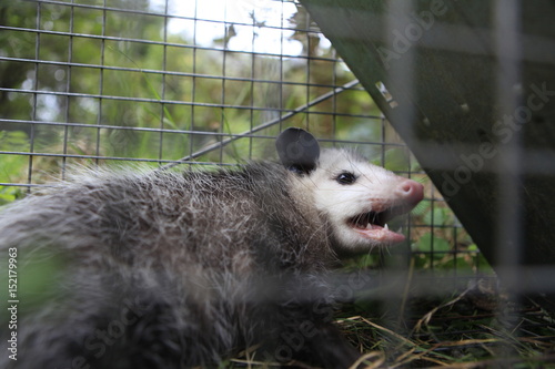 Opossum in cage after being caught by trap meant to catch Raccoon damaging house. The possum was released 