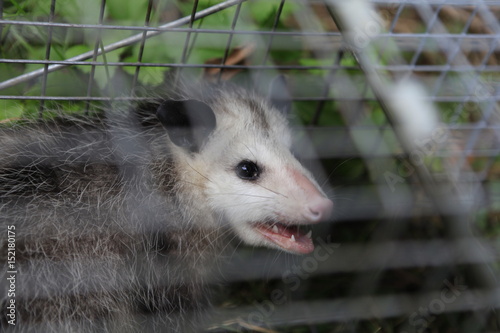Opossum in cage after being caught by trap meant to catch Raccoon damaging house. The possum was released 