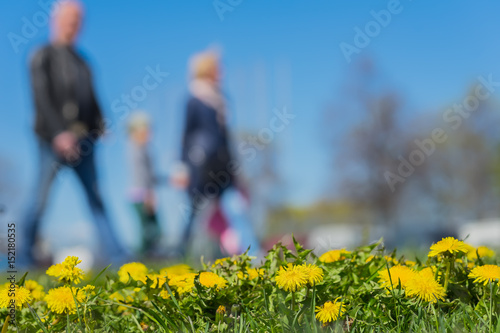 Blurred background of Young family with kids in park, spring season, green grass meadow, bright yellow young dandelions. Concept of people activities, lifestyle