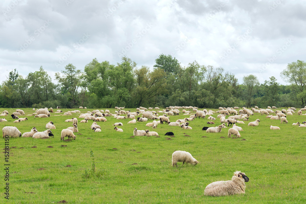 Pastoral scene, a flock of sheep Pastoral scene, a flock of sheep