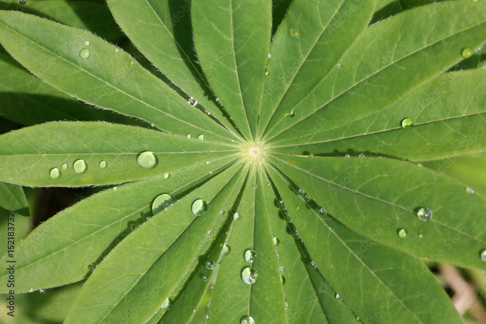after the rain after the rain