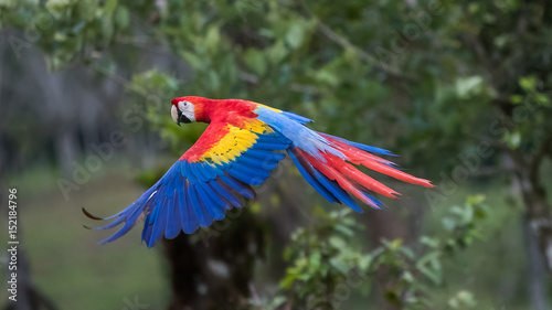 Scarlet Macaw © Jeff Schultes