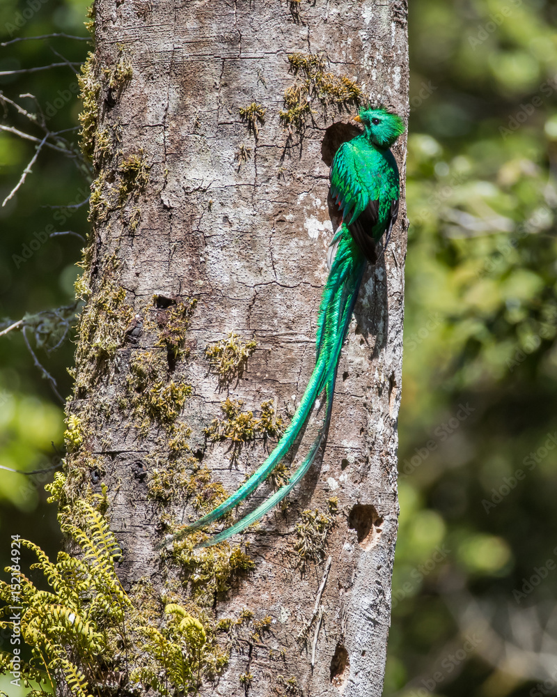 Naklejka premium Grand Resplendent Quetzal