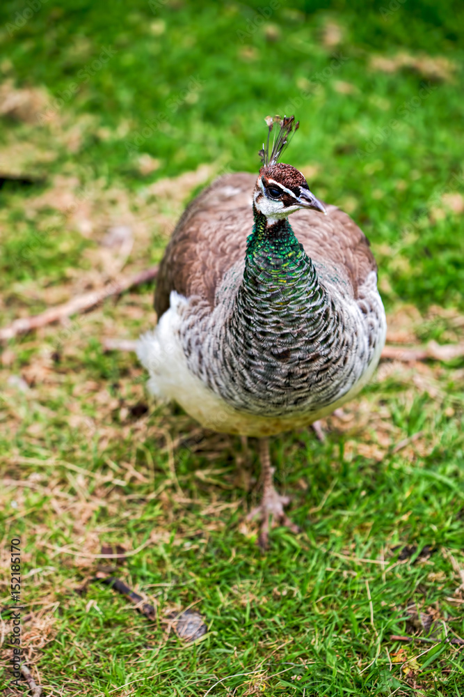 Female peacock