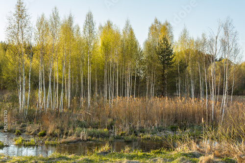 The spring landscape of the marsh at sunset  young birch trees grow among the high dry grass