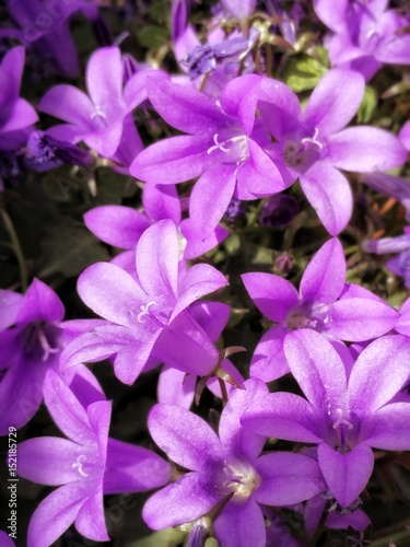 violet flowers