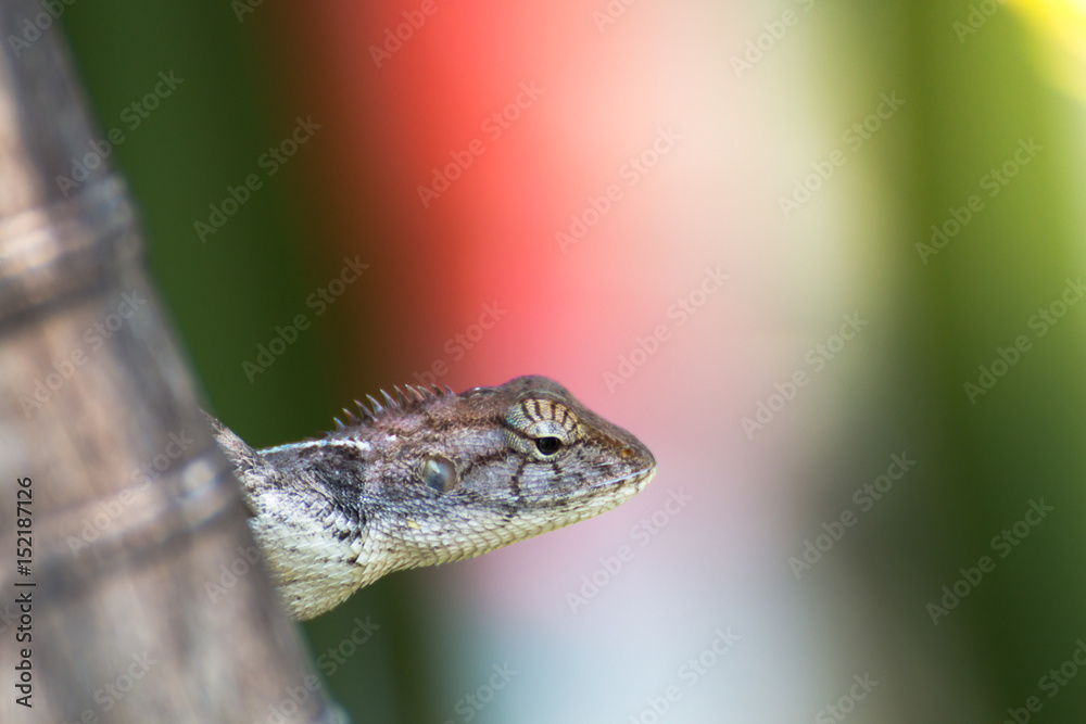 Fototapeta premium The Chameleon in nature