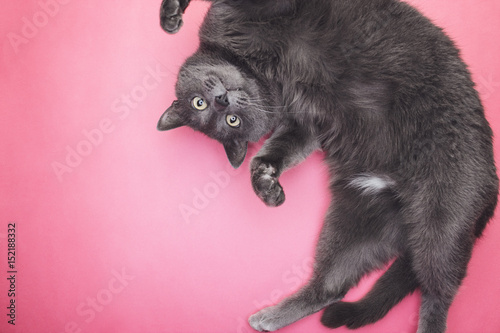grey funny cat posing on the pink background