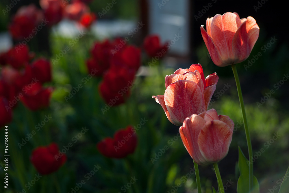 Flowers tulips are red-yellow on a background of green Flowers tulips are red-yellow on a background of green
