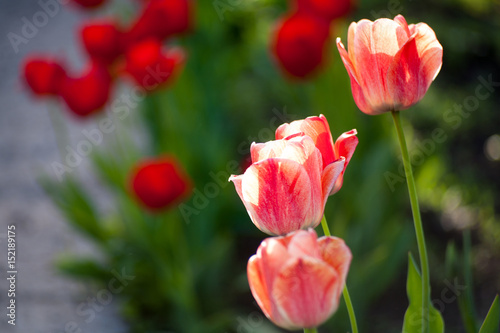 Flowers tulips are red-yellow on a background of green photo