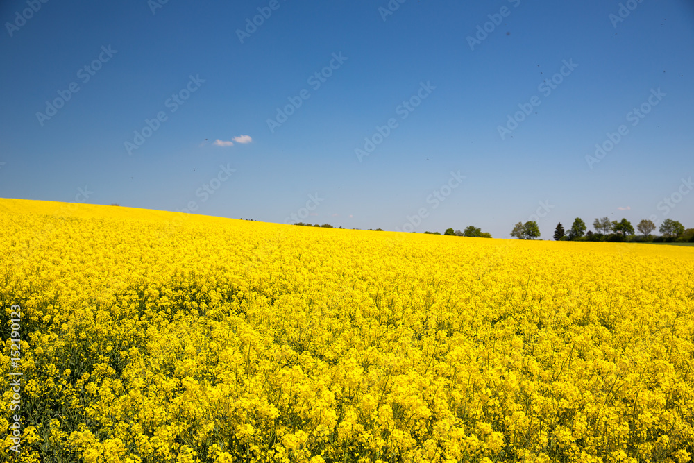 Fototapeta premium Rapeseed field during spring.