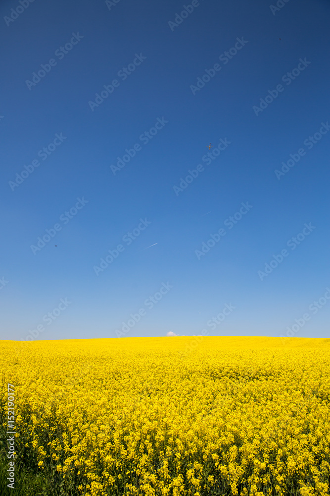 Rapeseed field during spring.