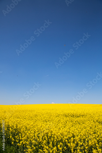 Rapeseed field during spring.