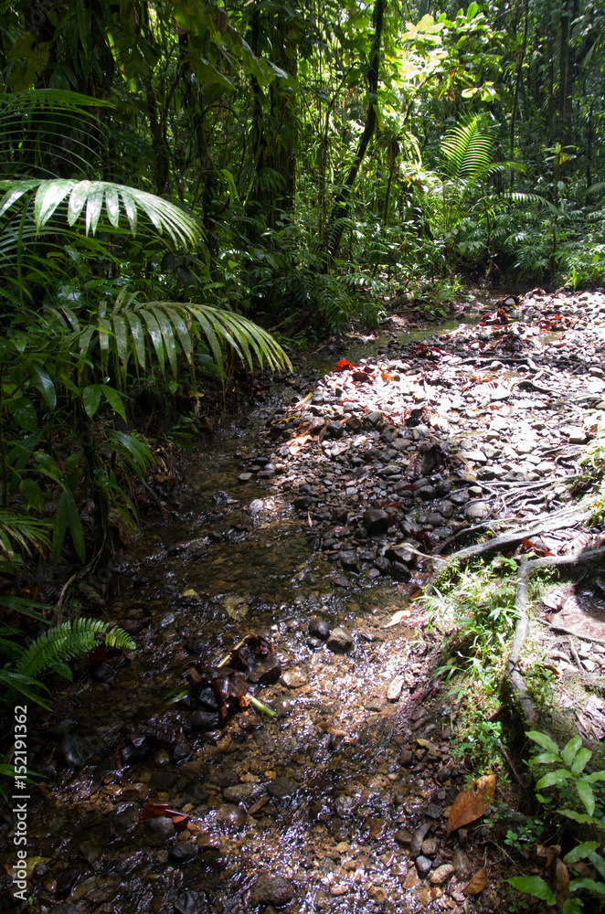 Fototapeta premium Forêt tropicale