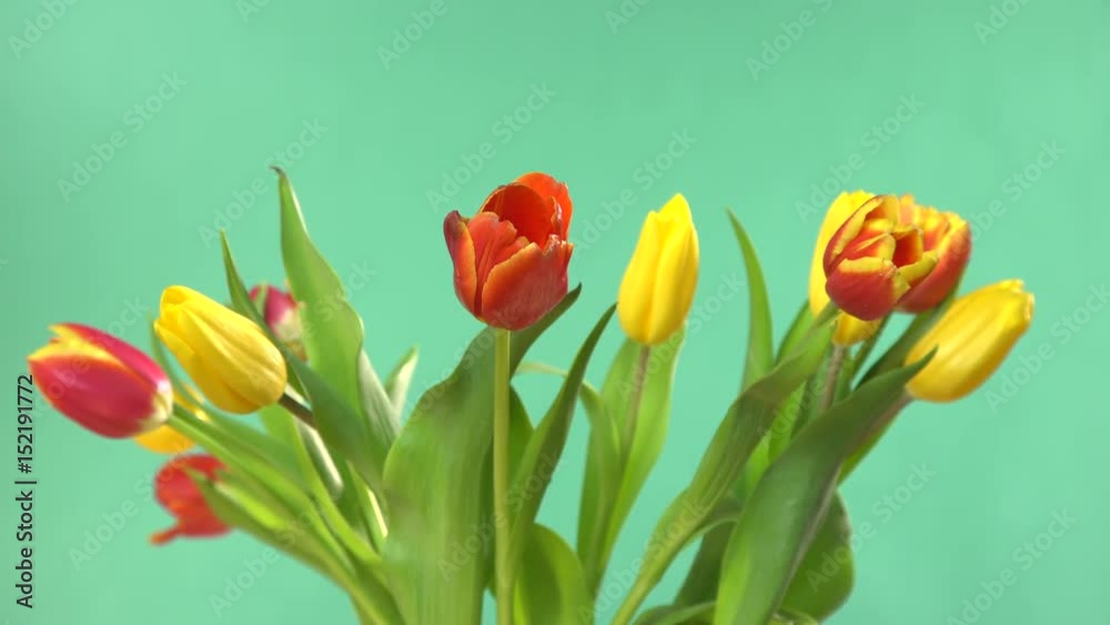 Bunch of tulips flowers with wind air blowing on green background 4K ProRes HQ codec Bunch of tulips flowers with wind air blowing on green background 4K ProRes HQ codec