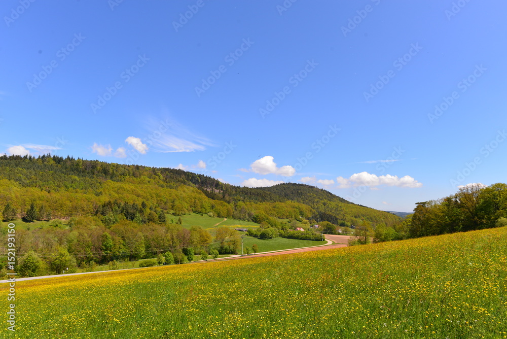 Fototapeta premium Blumenwiese in Donaustauf Bayern