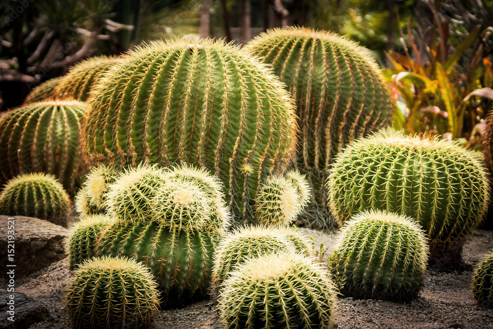 Cactus and succulent at Nong Nooch Pattaya garden park, Thailand Cactus and succulent at Nong Nooch Pattaya garden park, Thailand