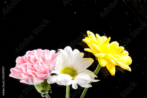 Flowersbeautiful chrysanthemum in Mother's day photo