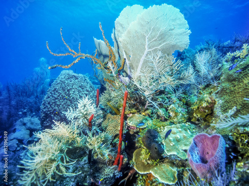 Fototapeta Naklejka Na Ścianę i Meble -  Caribbean coral reef