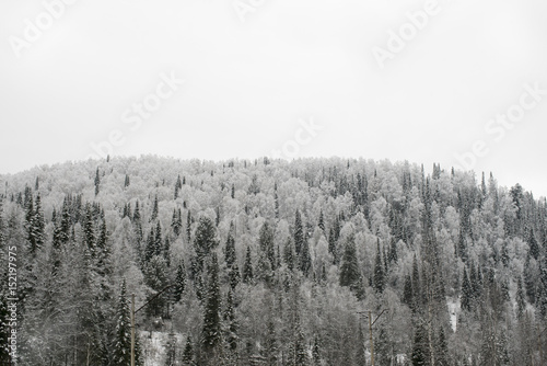 Winter forest on a hill