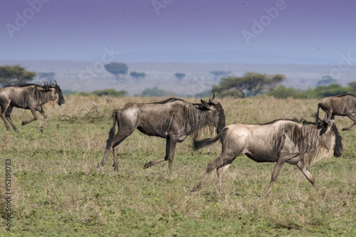 Running Wildebeest © Betty Sederquist