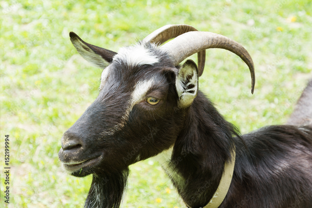 Portrait of goat on background of green grass. Portrait of goat on background of green grass.