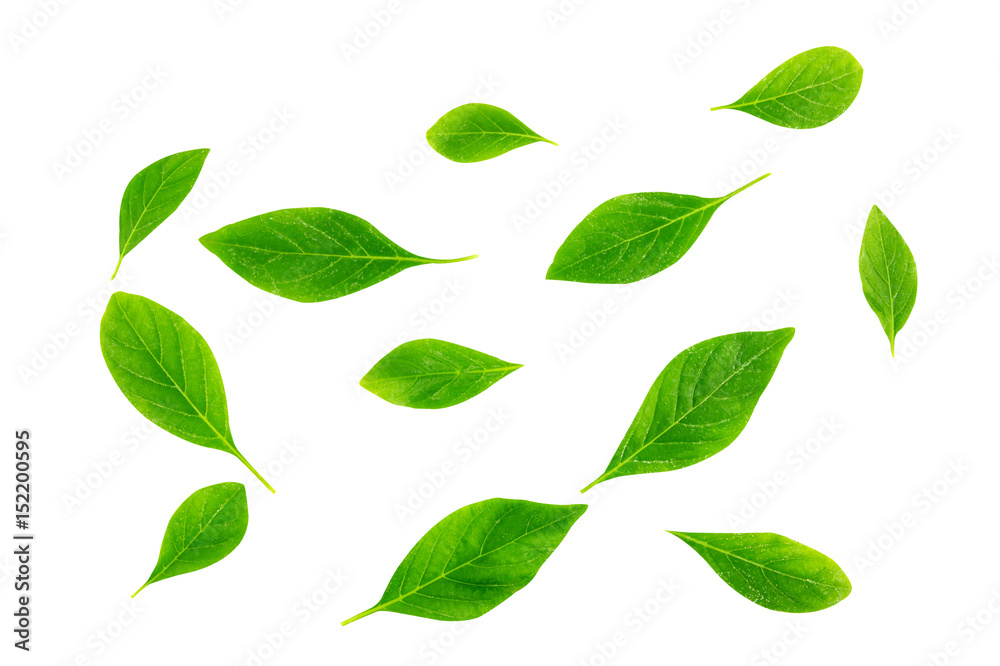Collage of leaves isolated on white background with environment concept, clipping part.