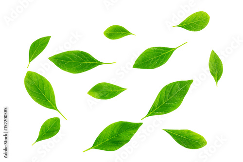 Collage of leaves isolated on white background with environment concept, clipping part. © N_studio